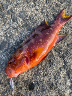 バラハタの釣果