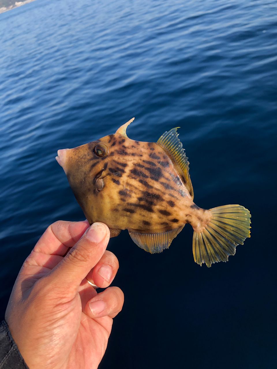 わたるスペシャルさんの釣果 2枚目の画像