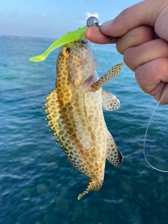 イシミーバイの釣果