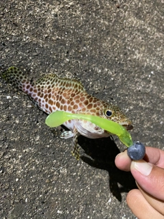 イシミーバイの釣果