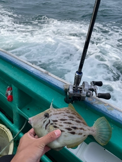 カワハギの釣果