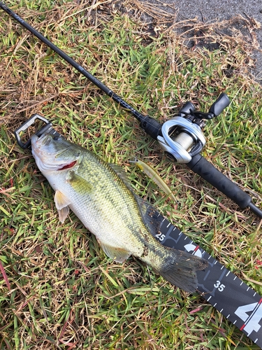 ブラックバスの釣果