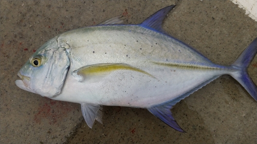 カスミアジの釣果