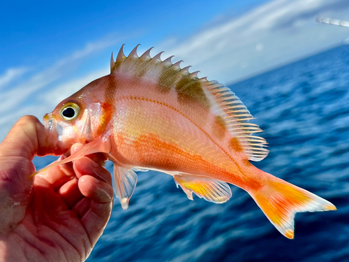 アカイサキの釣果