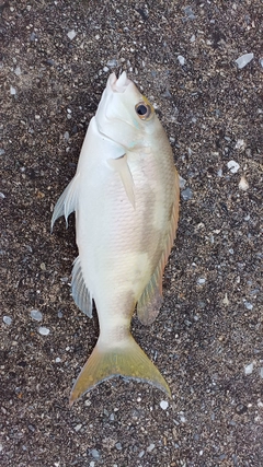 ジューマー(ヒトスジタマガシラ)の釣果