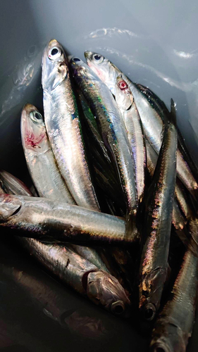 東京都で釣れたイワシの釣り・釣果情報 - アングラーズ | 釣果500万件の魚釣り情報サイト