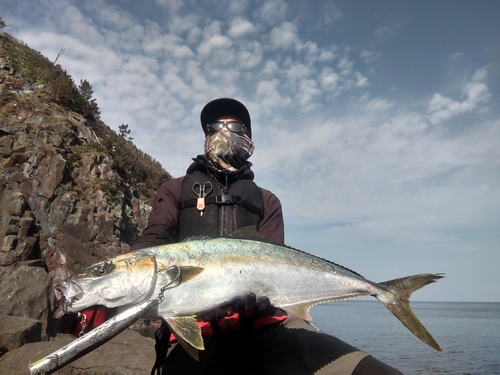 ヒラマサの釣果