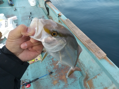 シオの釣果