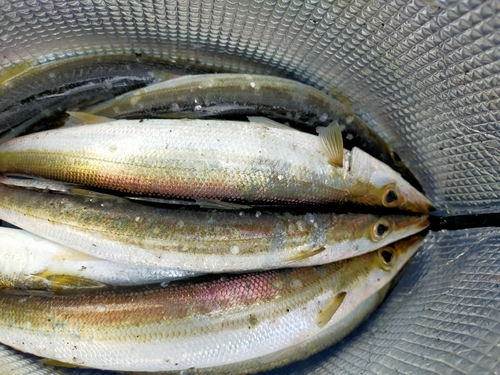 カマスの釣果