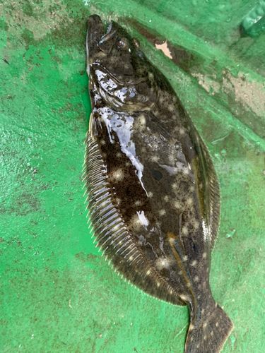 ヒラメの釣果