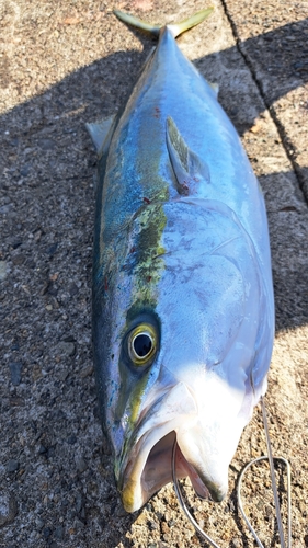 ハマチの釣果