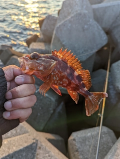 カサゴの釣果