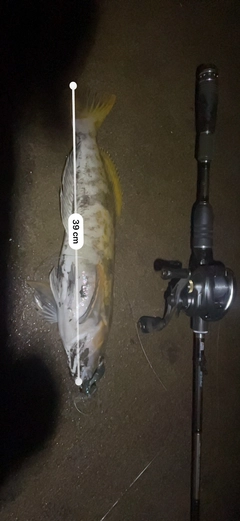 アイナメの釣果