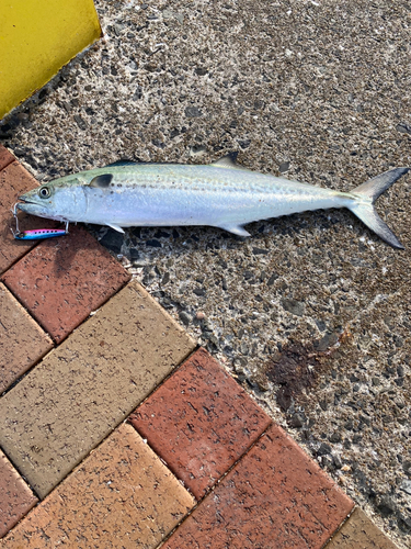 サゴシの釣果