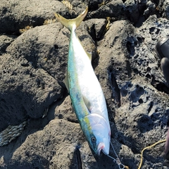 ハマチの釣果