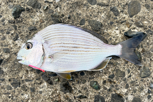 ヘダイの釣果