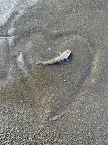 キチヌの釣果