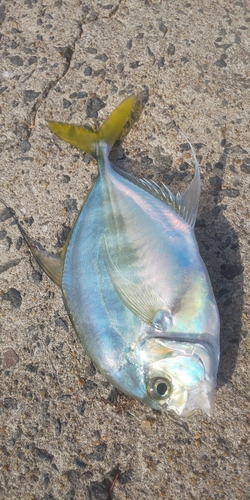 イトヒキアジの釣果