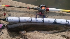 ナマズの釣果