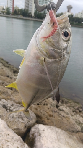 ギンガメアジの釣果