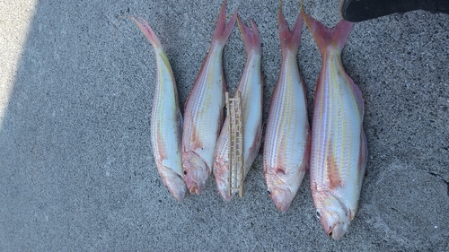 イトヨリダイの釣果