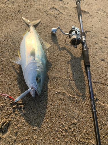 イナダの釣果