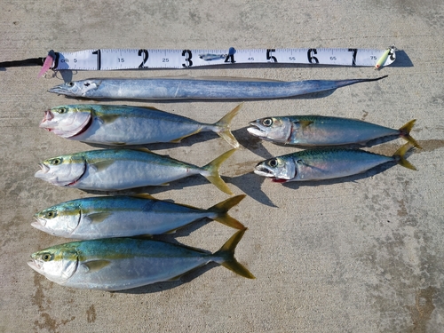 イナダの釣果