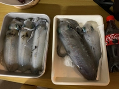 アオリイカの釣果