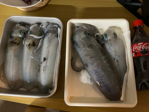 アオリイカの釣果