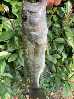 ラージマウスバスの釣果