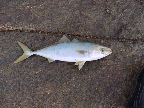 イナダの釣果