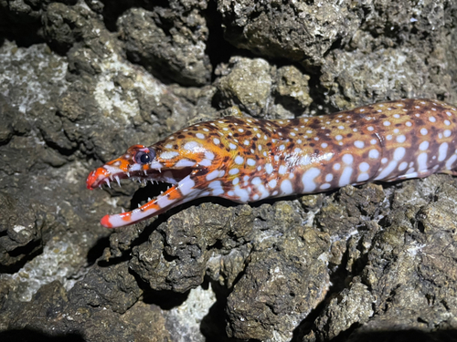 トラウツボの釣果