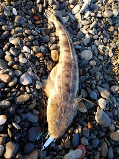 マゴチの釣果