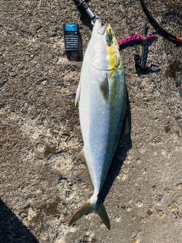 ブリの釣果