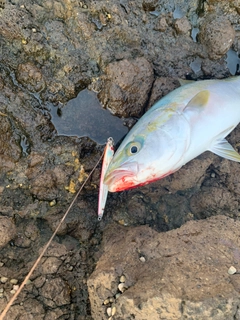 イナダの釣果