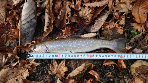 アメマスの釣果