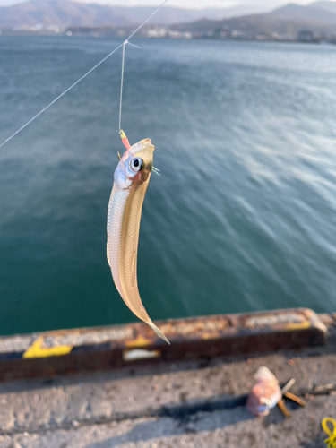 チカの釣果