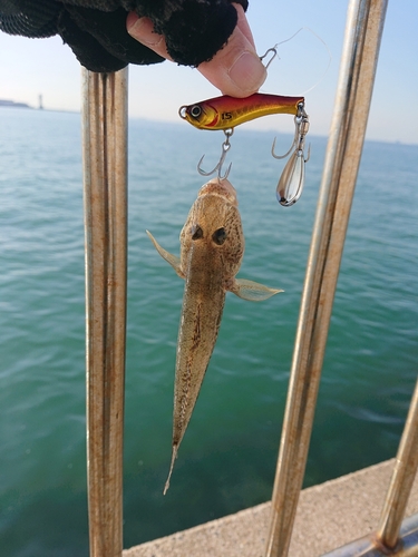 マハゼの釣果