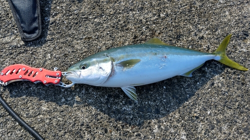 ハマチの釣果