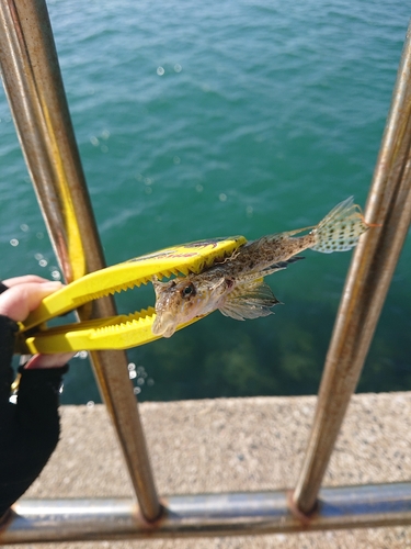 メゴチの釣果