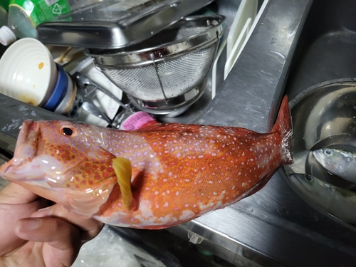 オジロバラハタの釣果