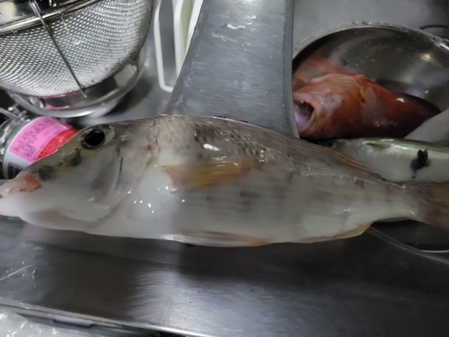 シロダイの釣果