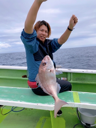 マダイの釣果