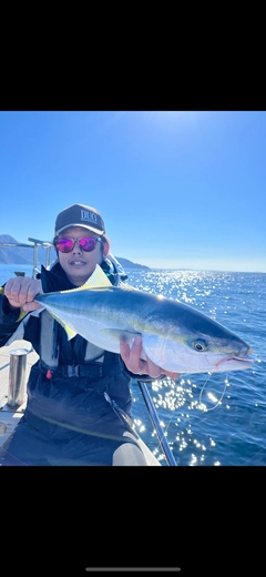 ワラサの釣果