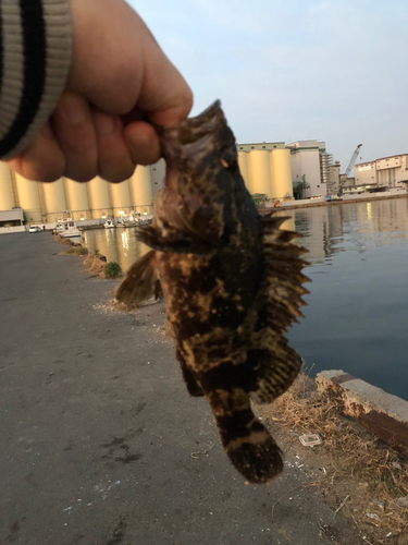 タケノコメバルの釣果