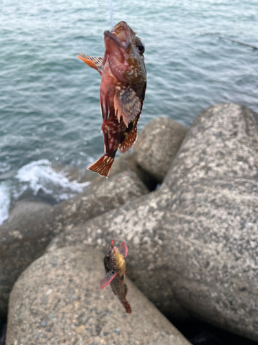 カサゴの釣果