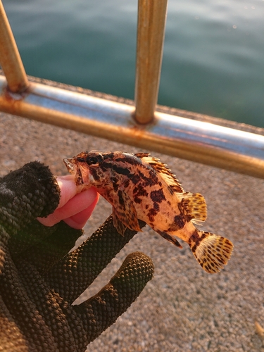 タケノコメバルの釣果