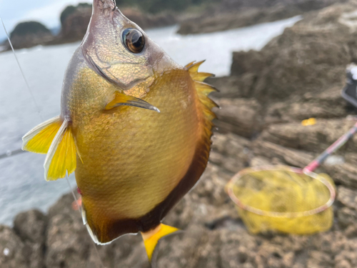 シラコダイの釣果