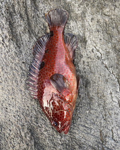 ノミノクチの釣果