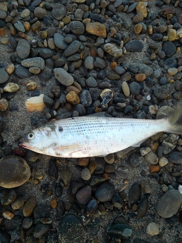 コノシロの釣果